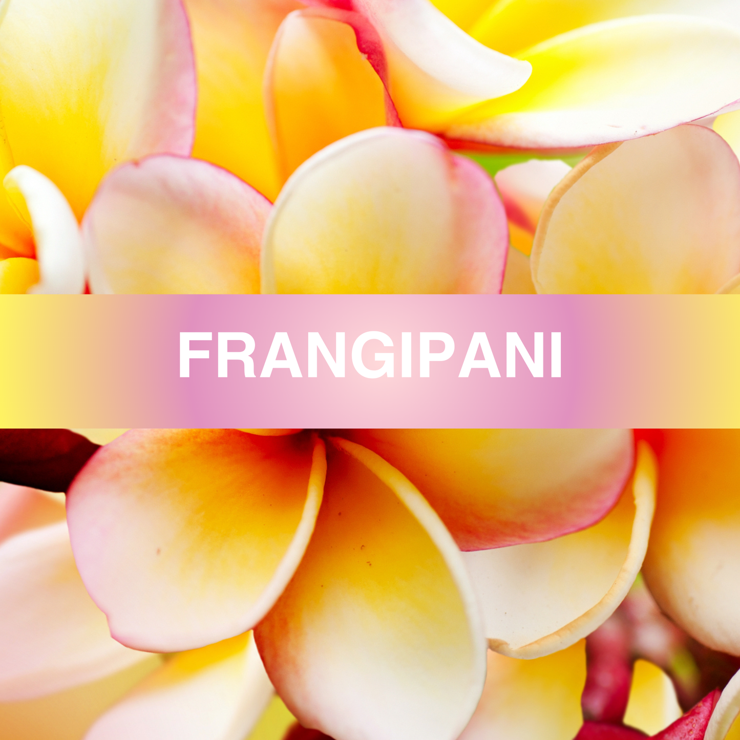 Frangipani Fragrance Oil