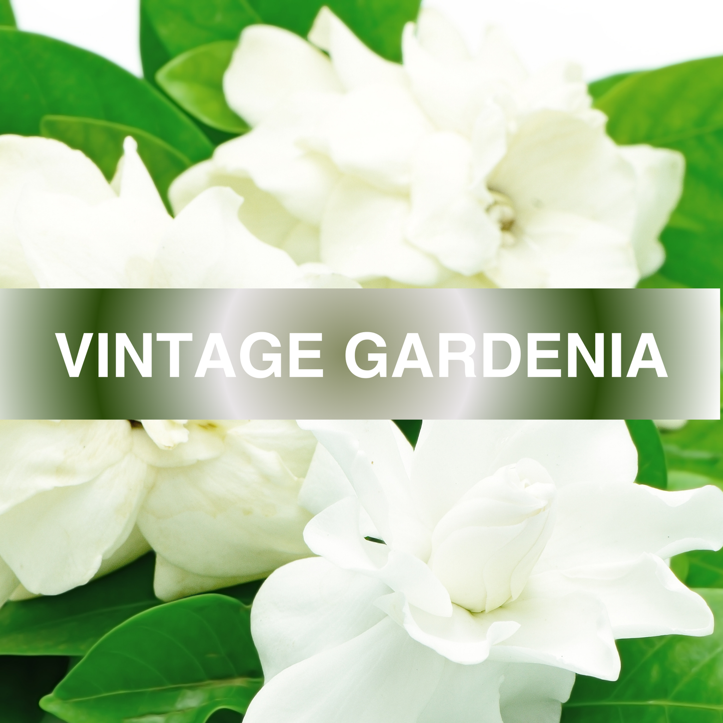 Vintage Gardenia Fragrance Oil