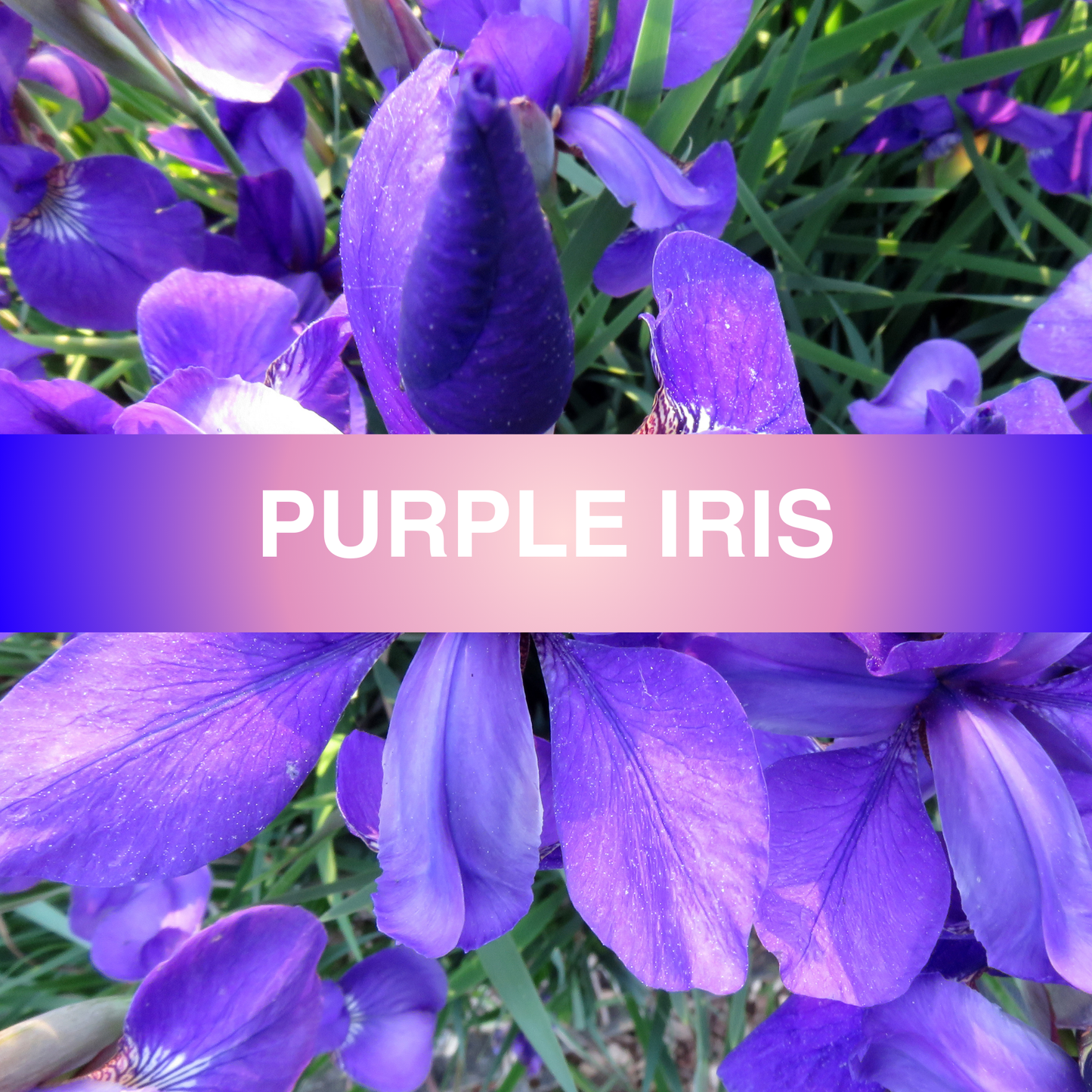 Purple Iris Fragrance Oil