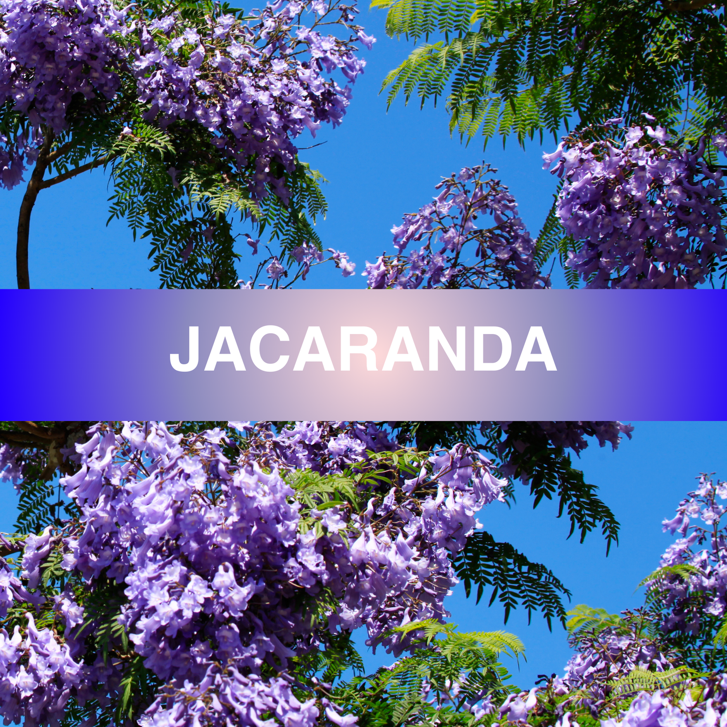 Jacaranda Fragrance Oil