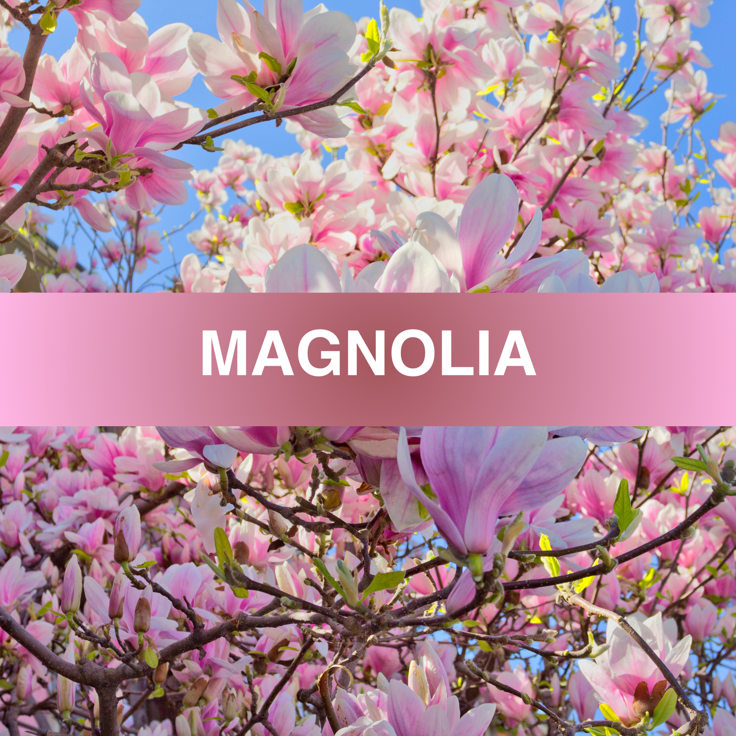 Magnolia Fragrance Oil