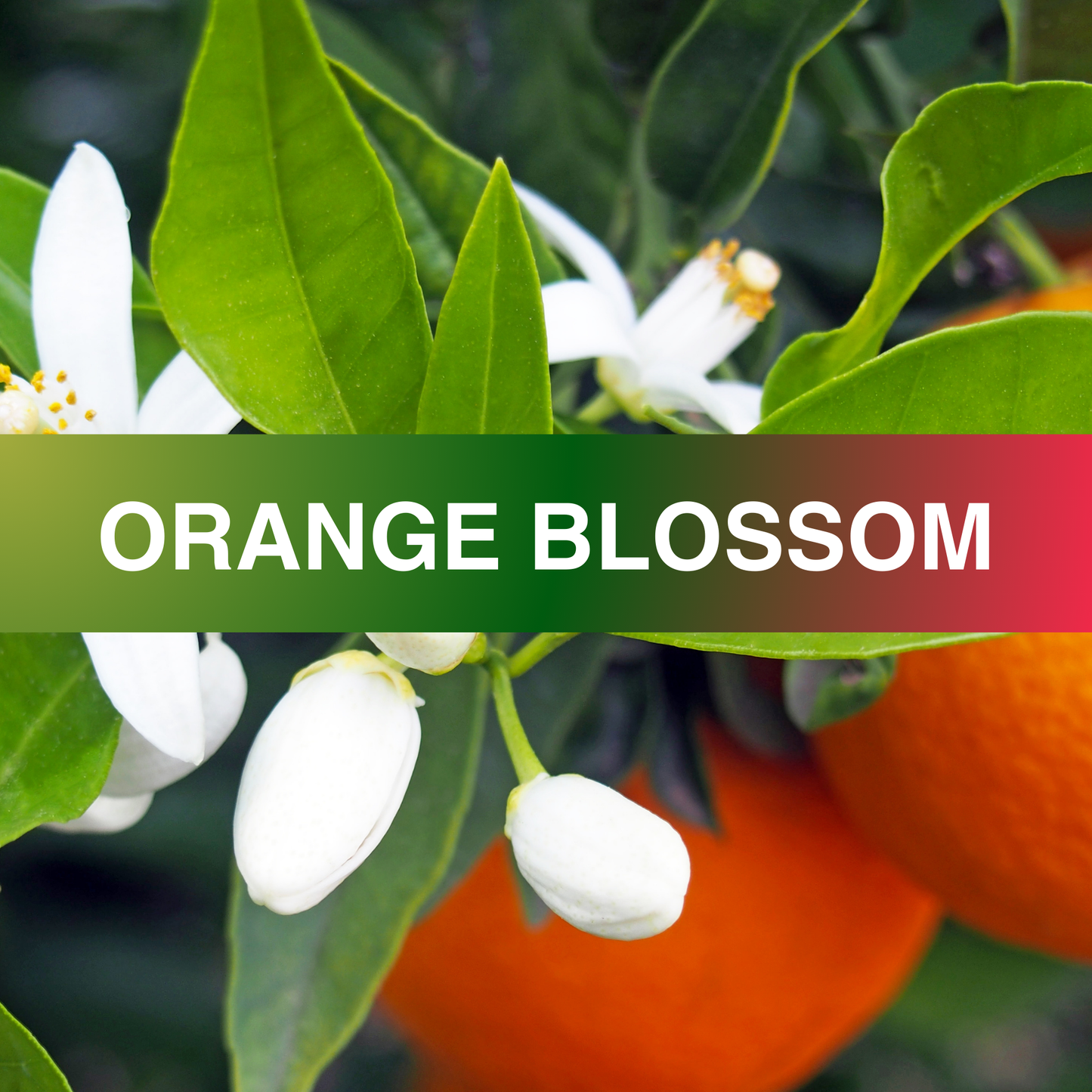 Orange Blossom Fragrance Oil