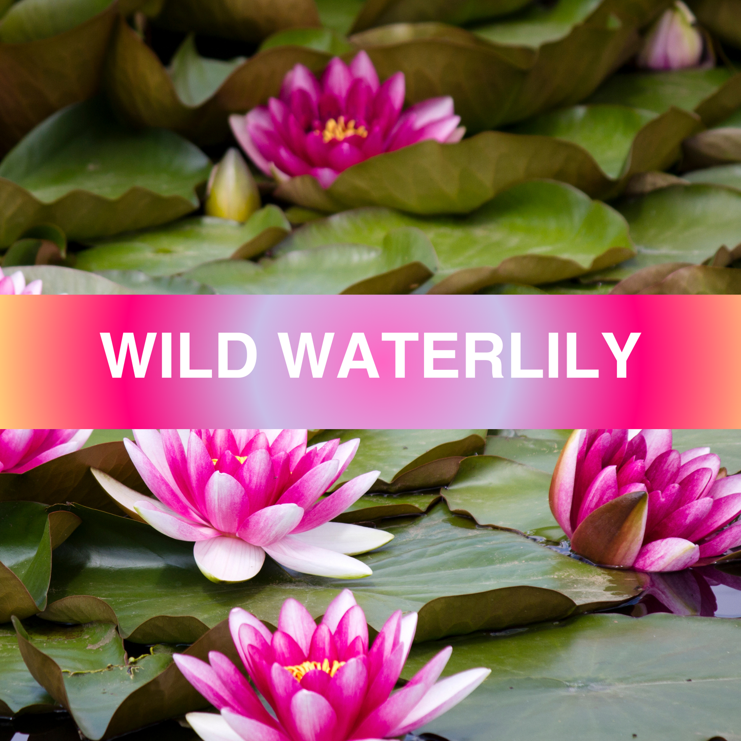 Wild Water Lily Fragrance Oil