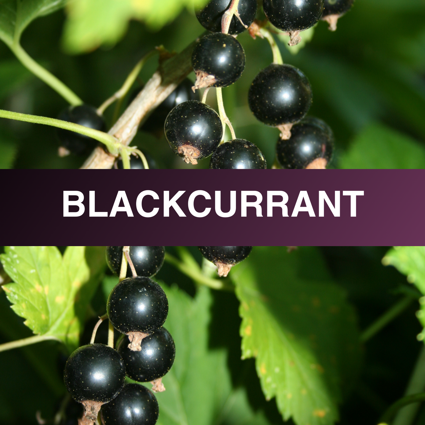 Blackcurrant Fragrance Oil