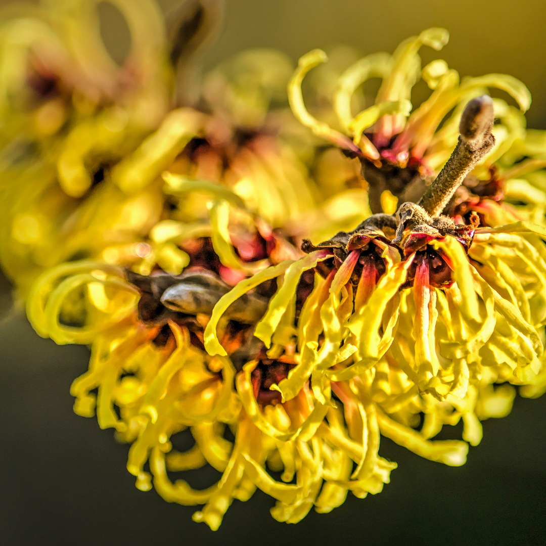 Witch Hazel Distillate A