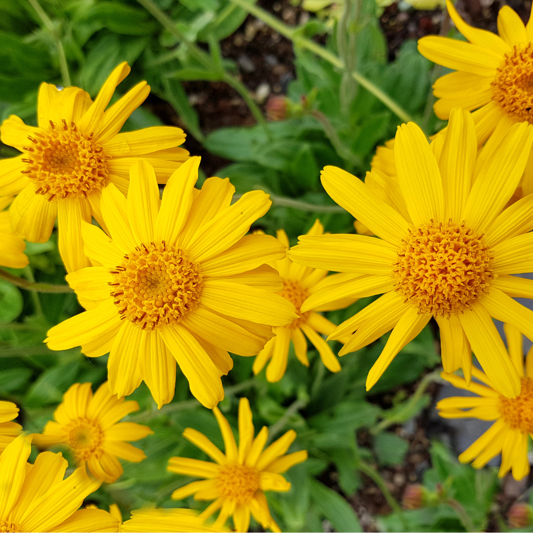 Arnica Extract (O.S.)
