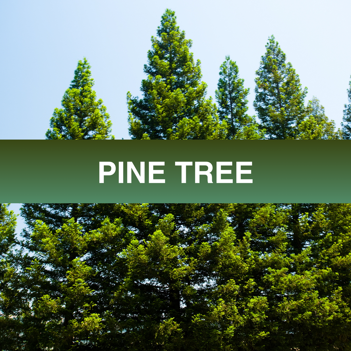 Pine Fragrance Oil