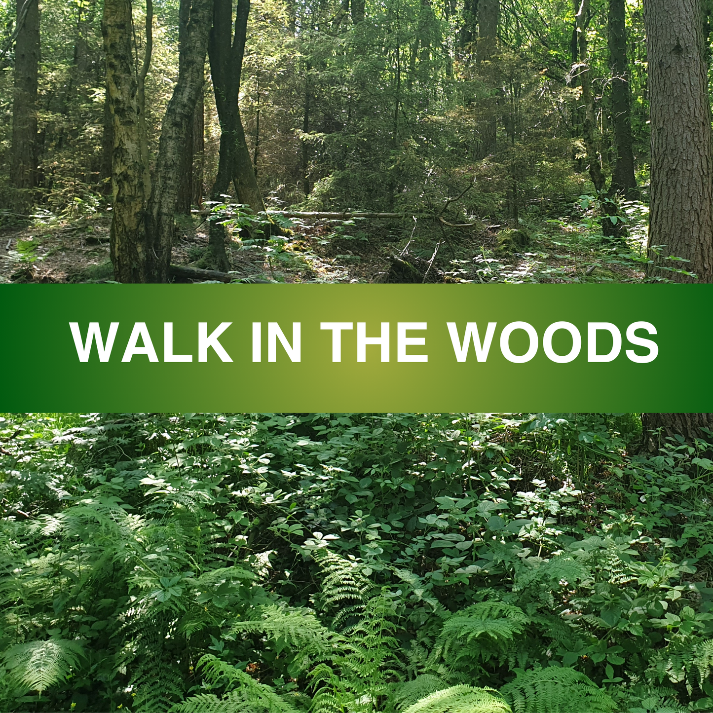 Walk in the Woods Fragrance Oil