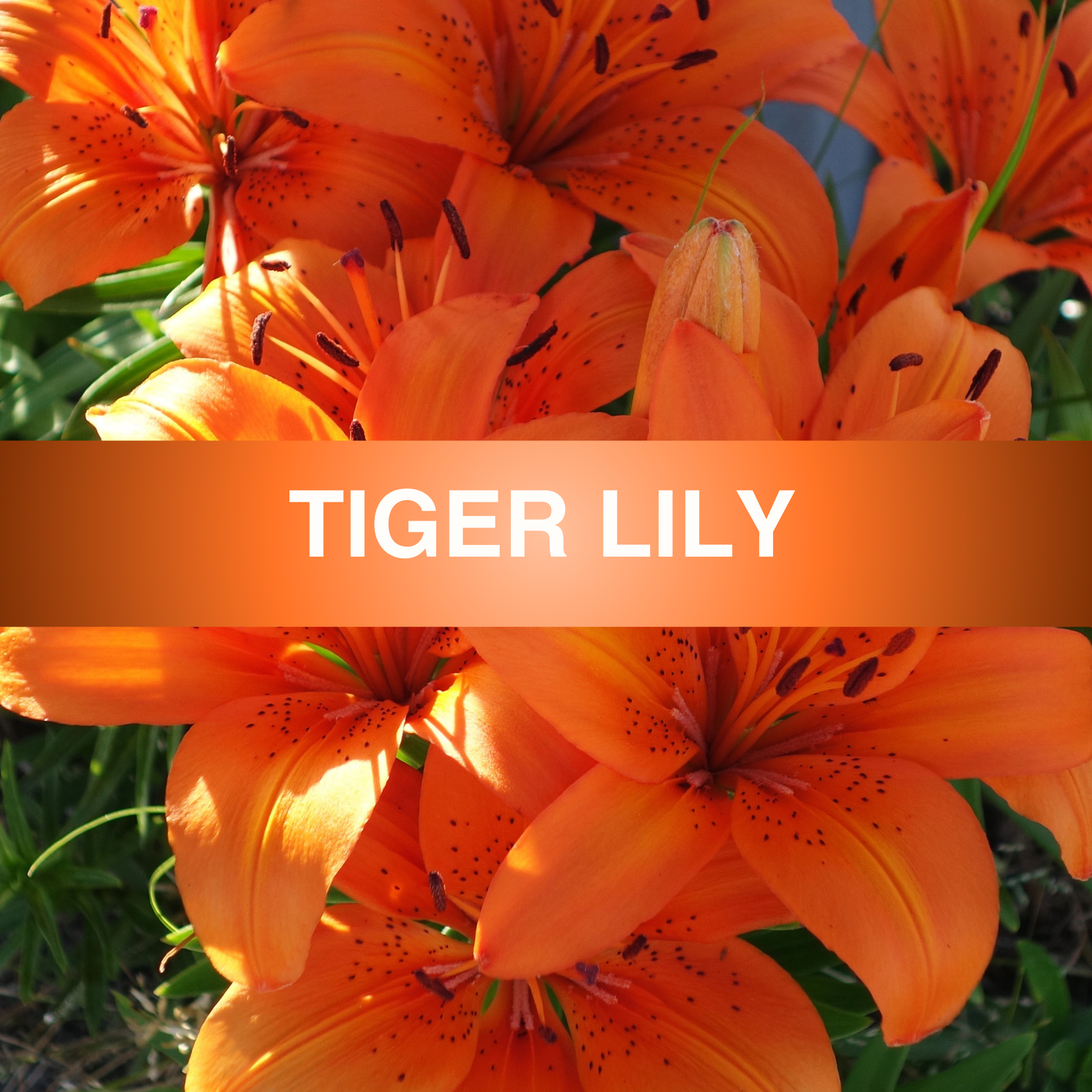 Tiger Lily Fragrance Oil