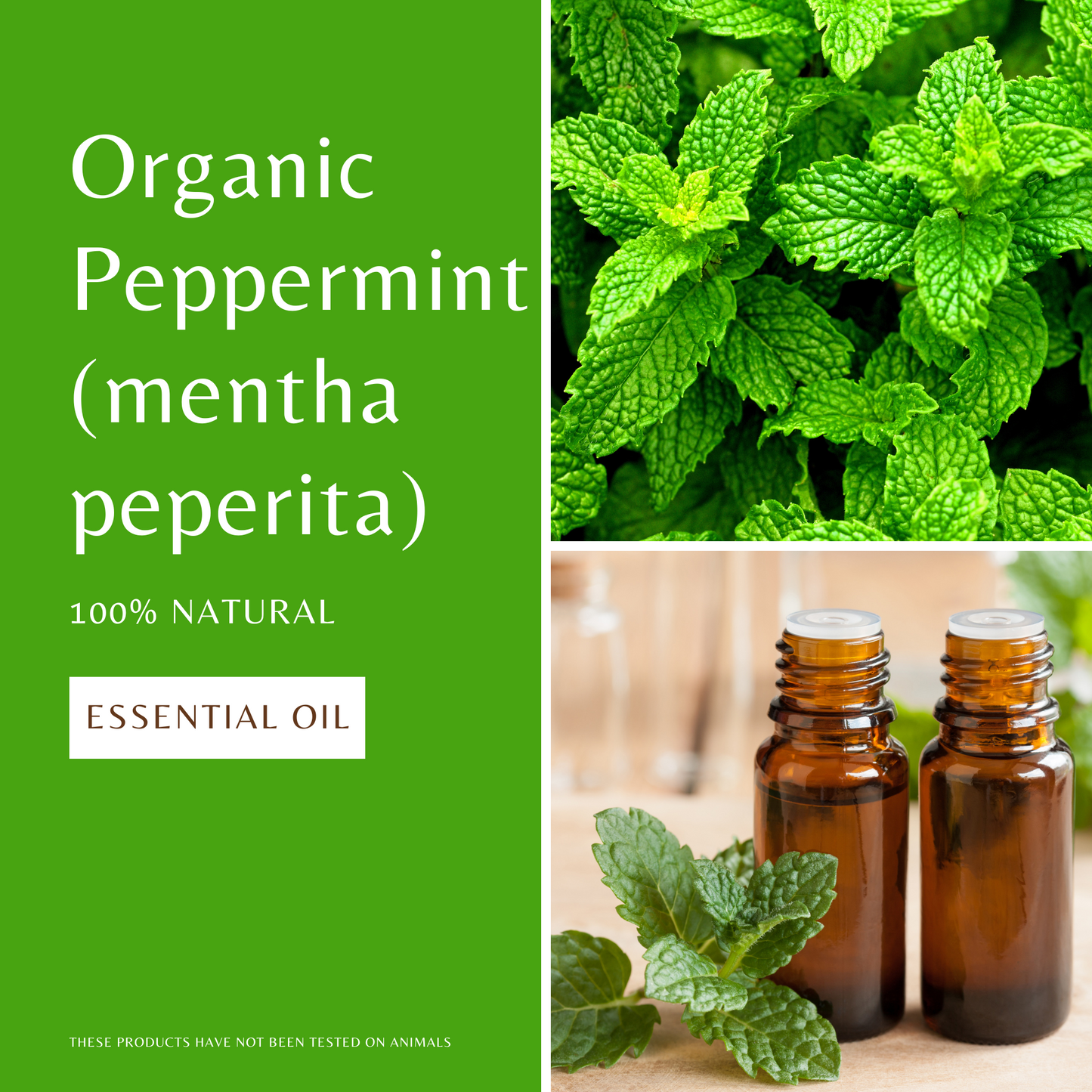 Peppermint Essential Oil