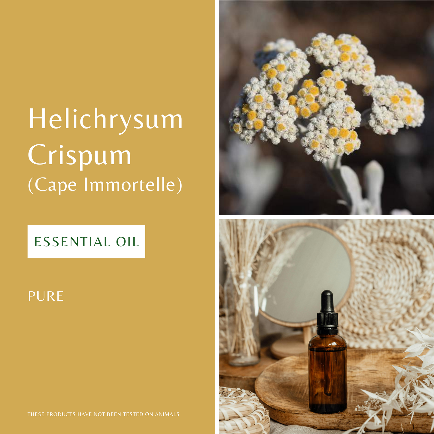 Helichrysum Essential Oil (Cape Immortelle)