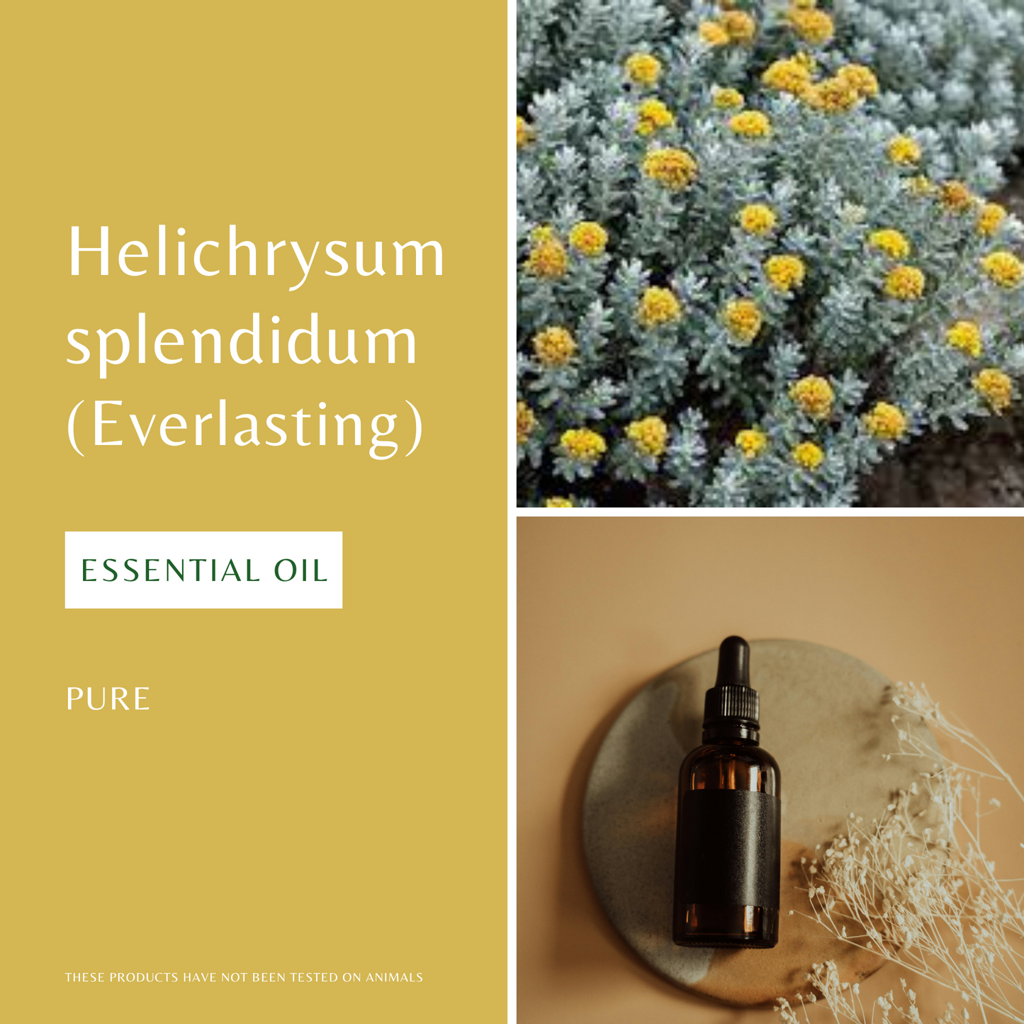 Helichrysum Splendidum (Everlasting)