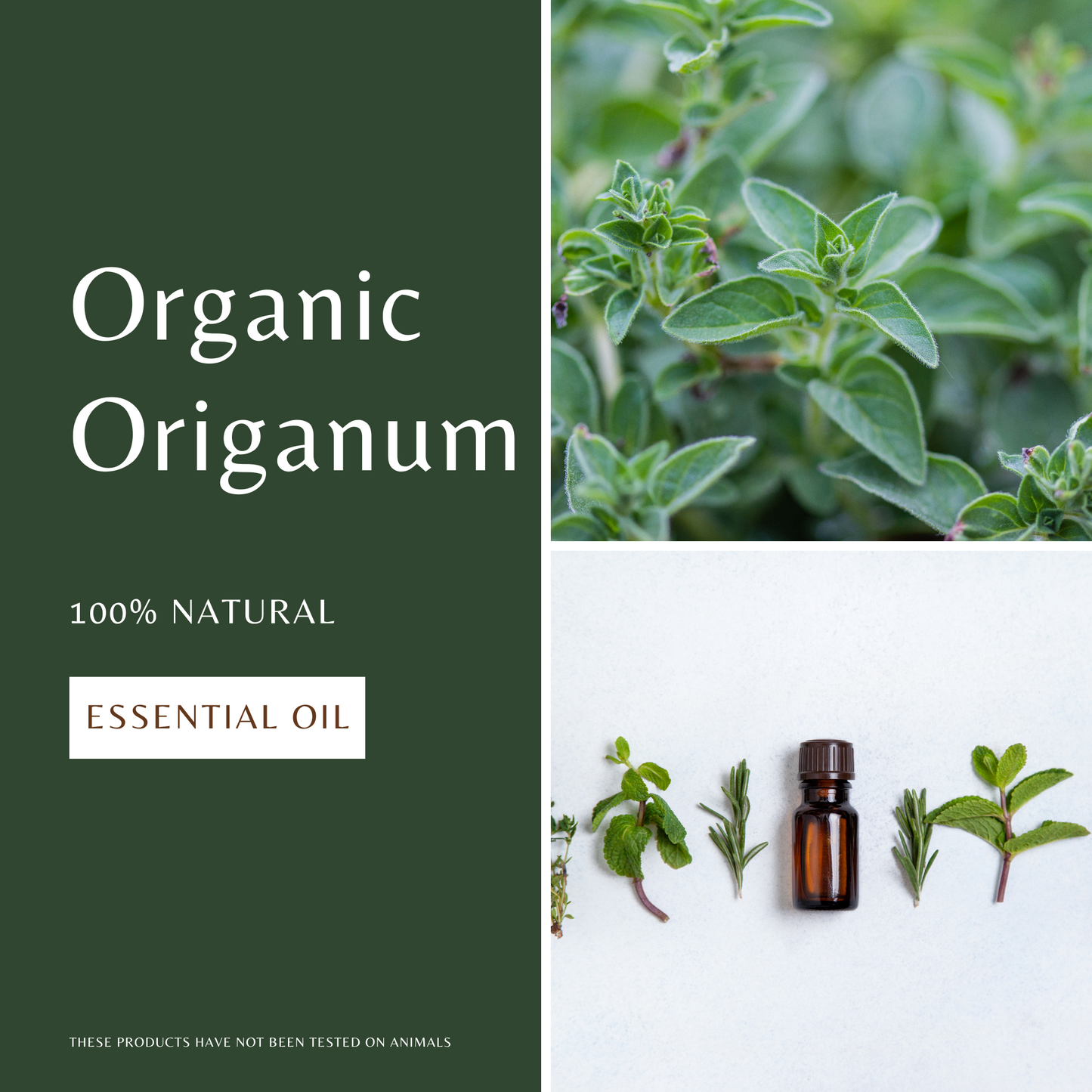 Origanum Essential Oil