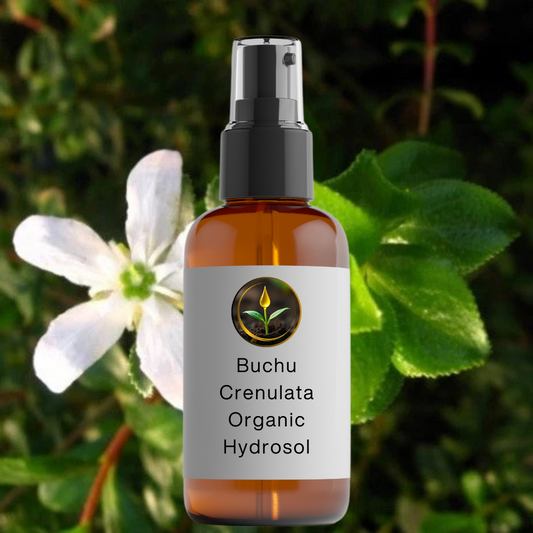 Buchu Crenulata Hydrosol - Organic