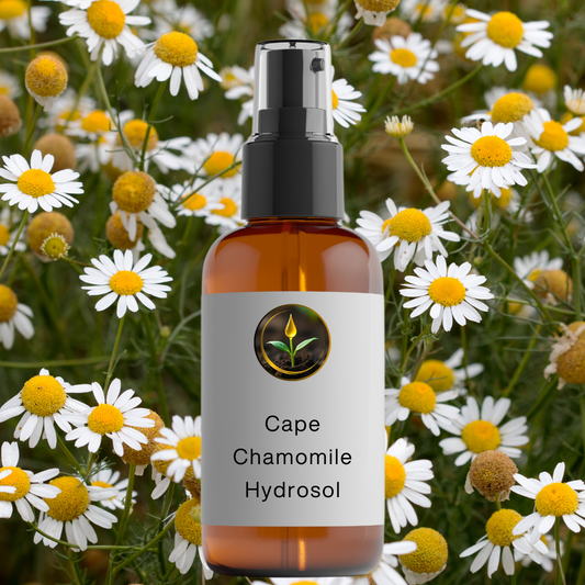 Cape Chamomile - Hydrosol