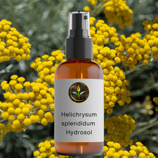 Helichrysum splendidum - Hydrosol