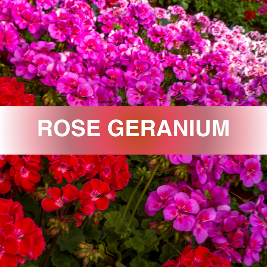 Rose Geranium Fragrance Oil