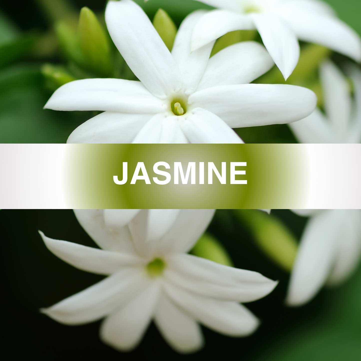 Jasmine Fragrance Oil