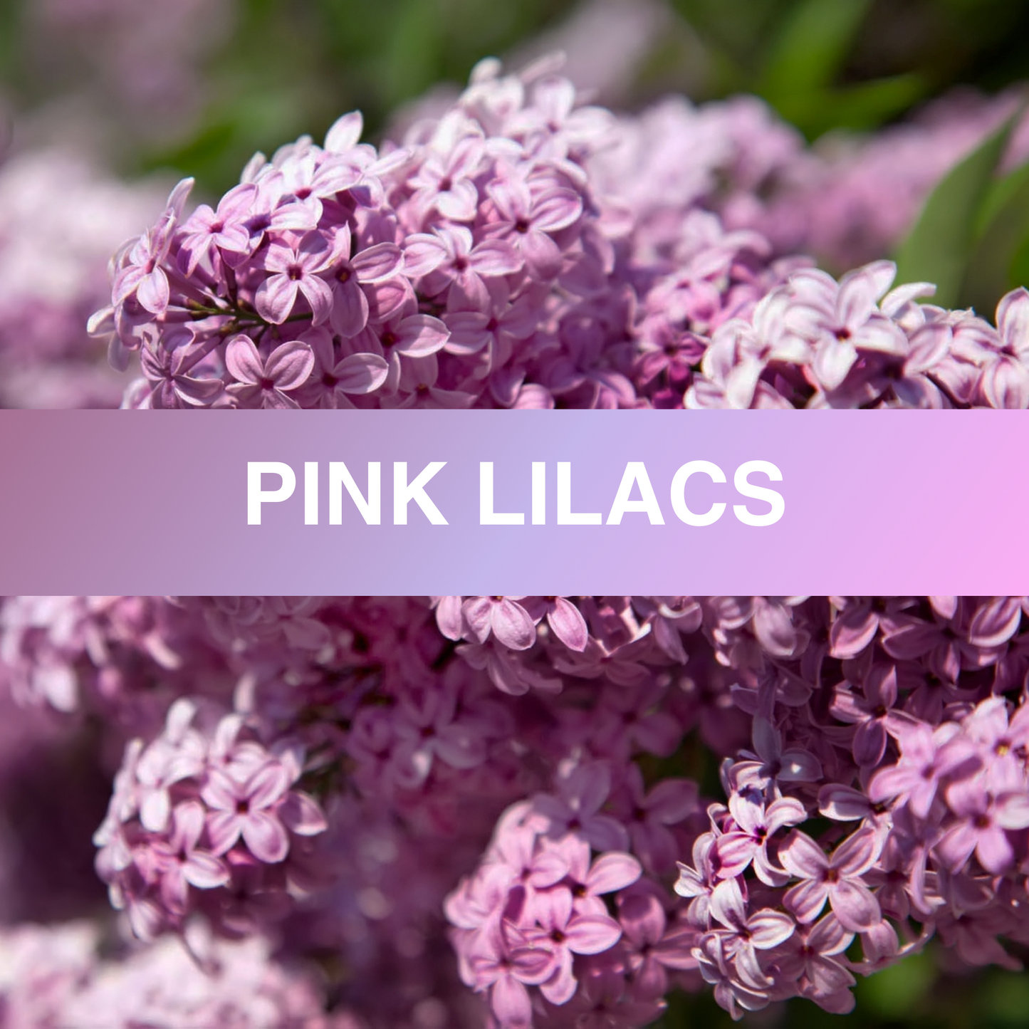Pink Lilac Fragrance Oil