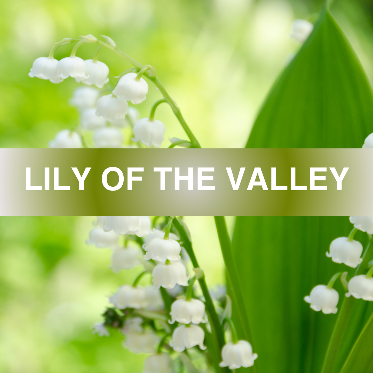 Lily of the Valley Fragrance Oil