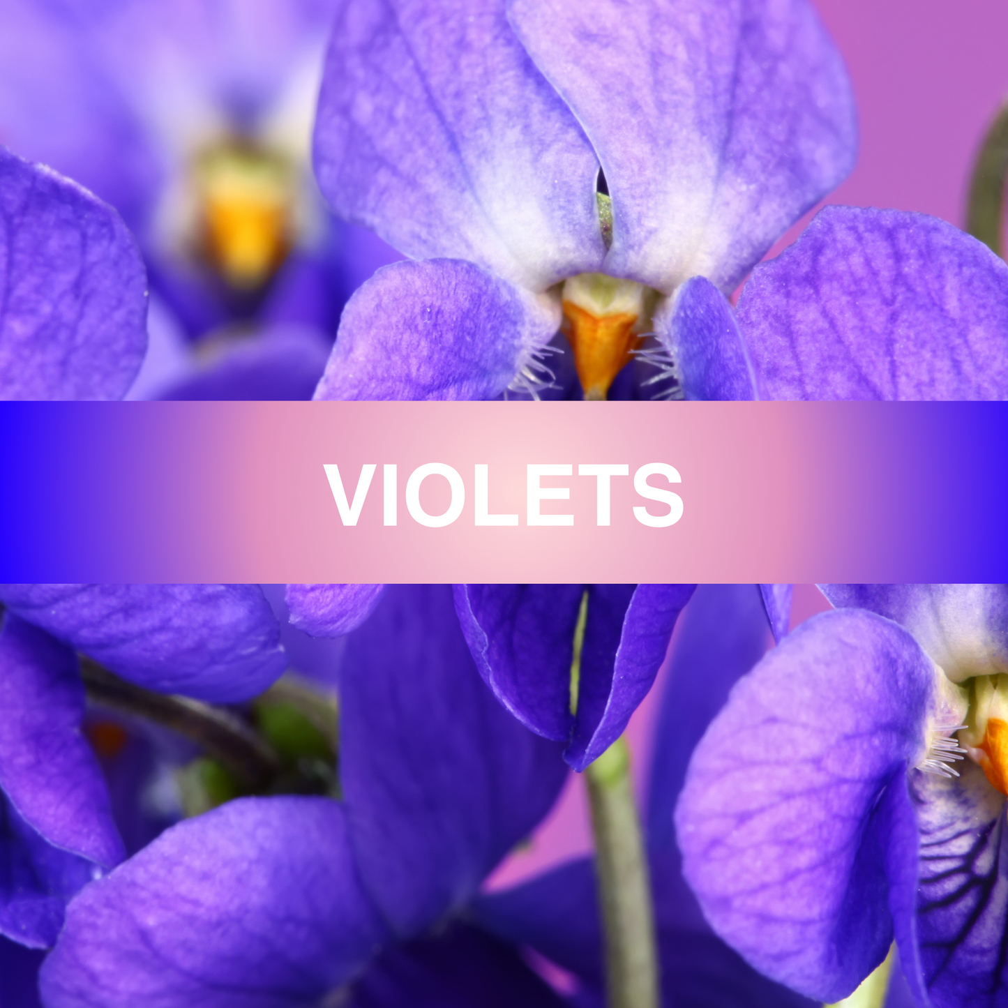 Violets Fragrance Oil