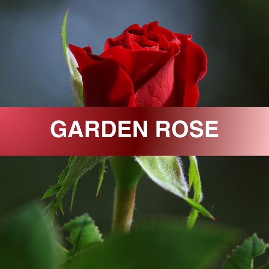 Garden Rose Fragrance Oil
