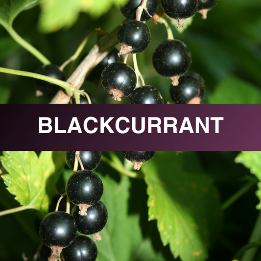 Blackcurrant Fragrance Oil