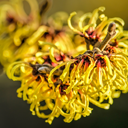 Witch Hazel Distillate A