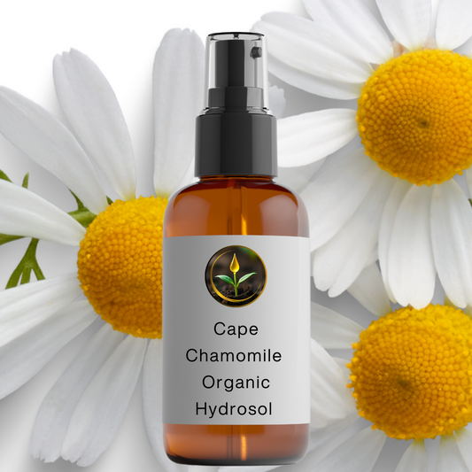 Cape Chamomile Hydrosol - Organic