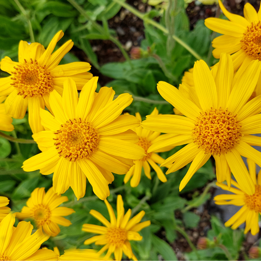 Arnica Extract (O.S.)
