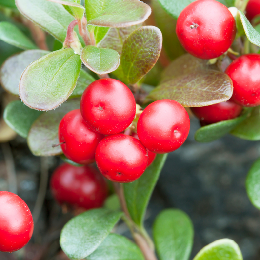 Bearberry HG Liquid Extract