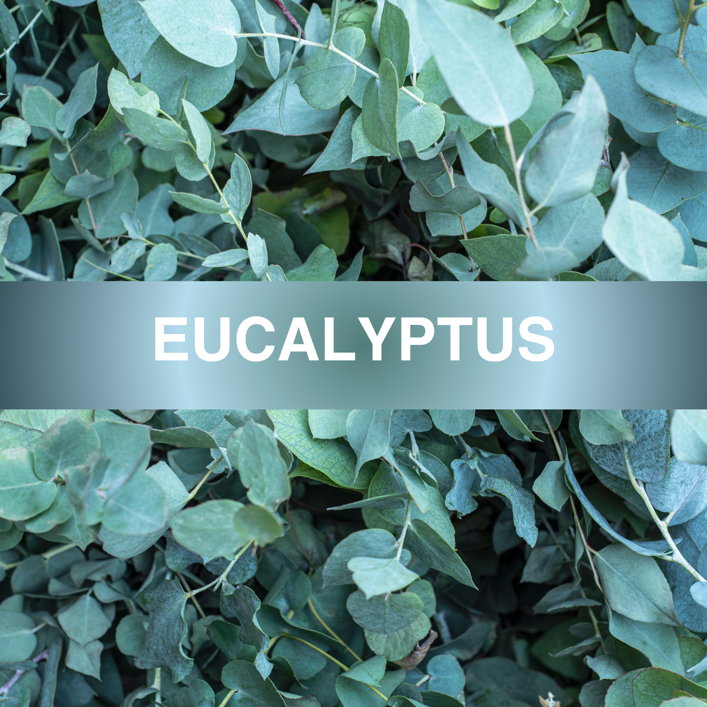Eucalyptus Fragrance Oil