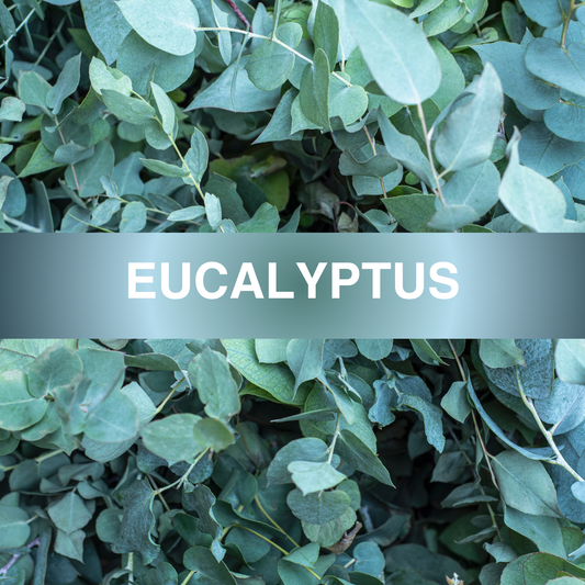 Eucalyptus Fragrance Oil