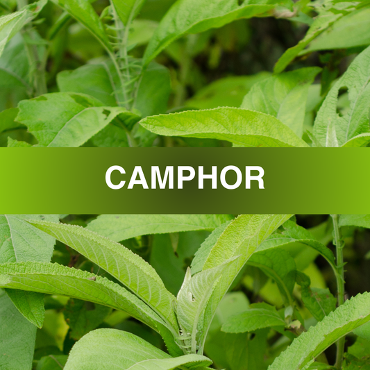 Camphor Fragrance Oil