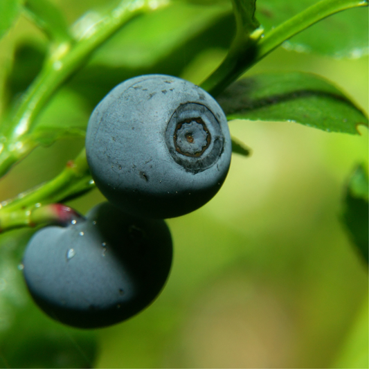 Billberry HG Liquid Extract