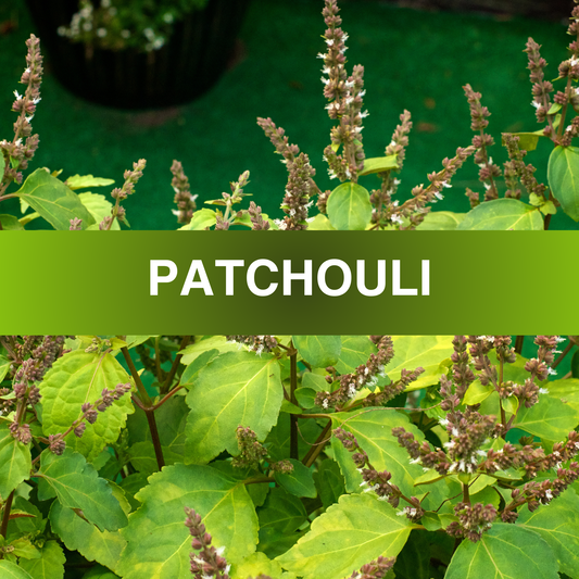Patchouli Fragrance Oil
