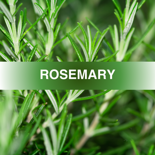 Rosemary Fragrance Oil
