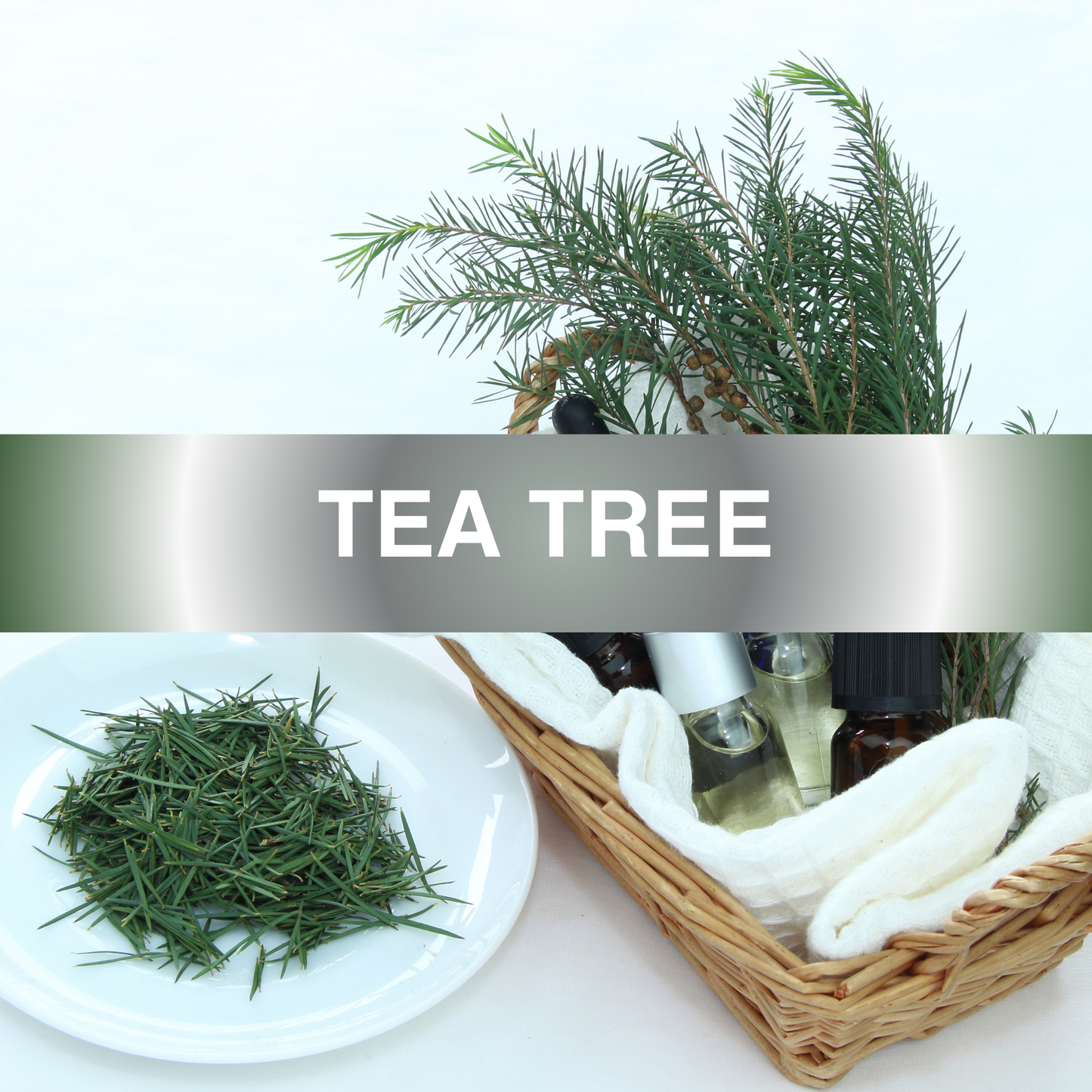 Tea Tree Fragrance Oil