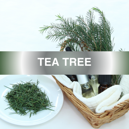 Tea Tree Fragrance Oil