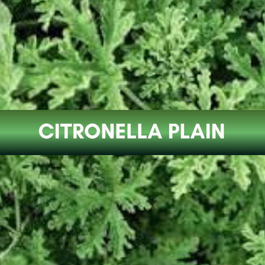 Citronella Fragrance Oil