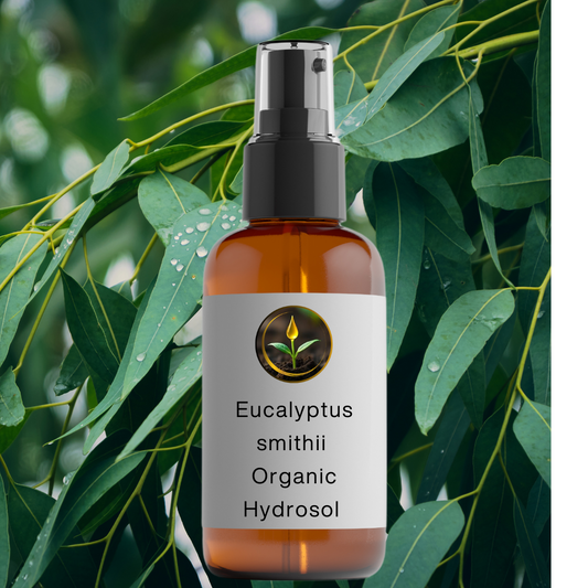 Eucalyptus smithii Organic Hydrosol