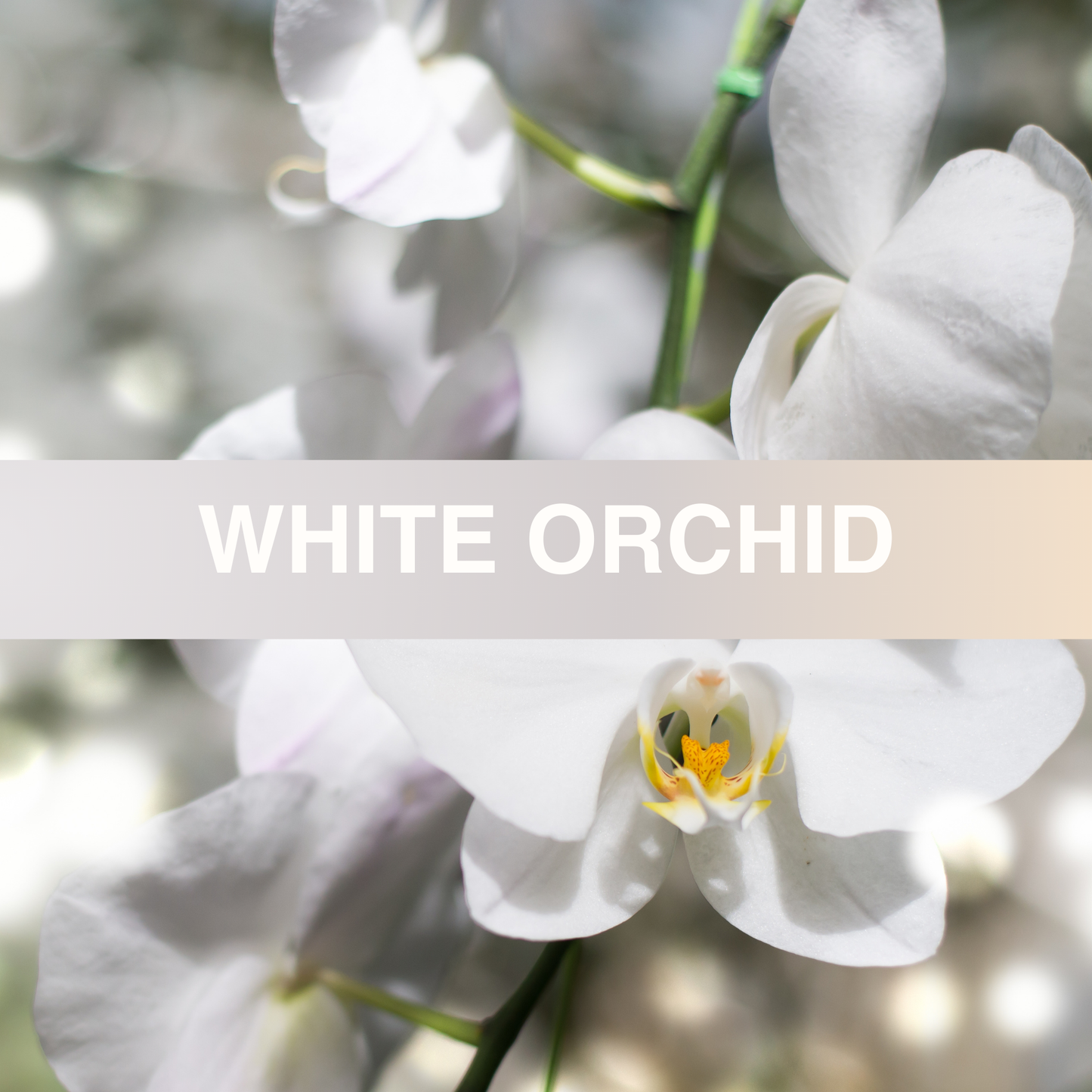 White Orchid Fragrance Oil