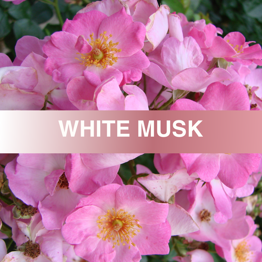 White Musk Fragrance Oil