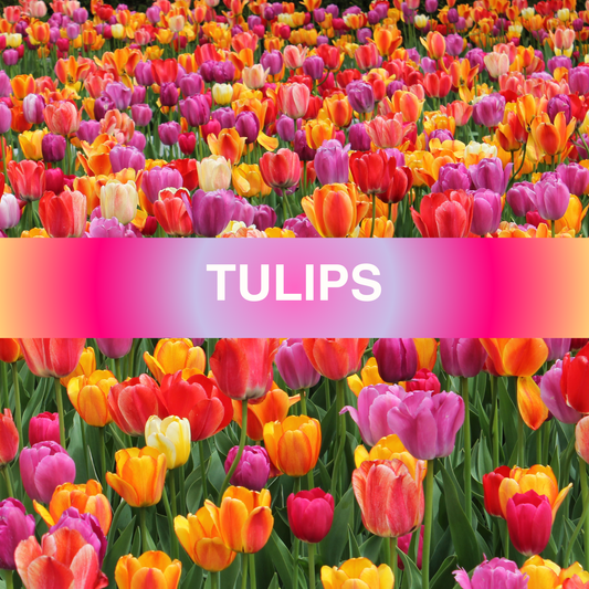 Tulips Fragrance Oil