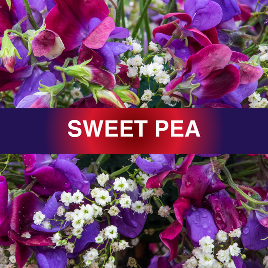 Sweet Pea Fragrance Oil