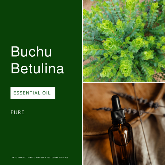 Buchu Betulina Essential Oil