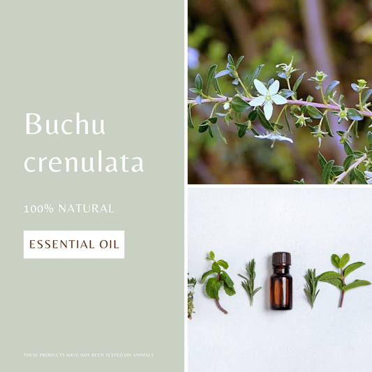 Buchu crenulata Essential Oil