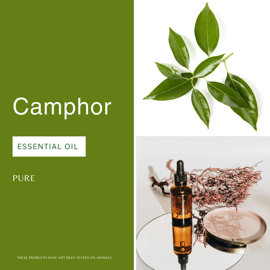 Camphor Essential Oil