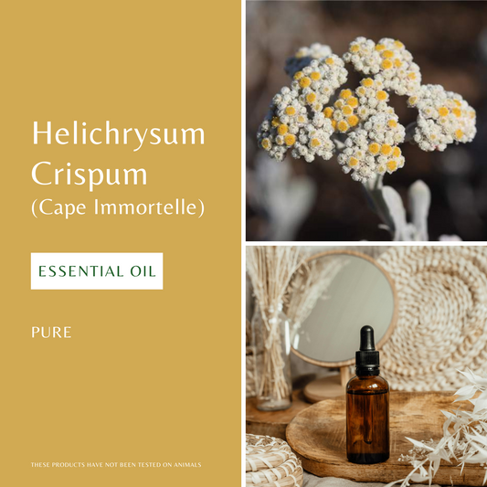 Helichrysum Essential Oil (Cape Immortelle)