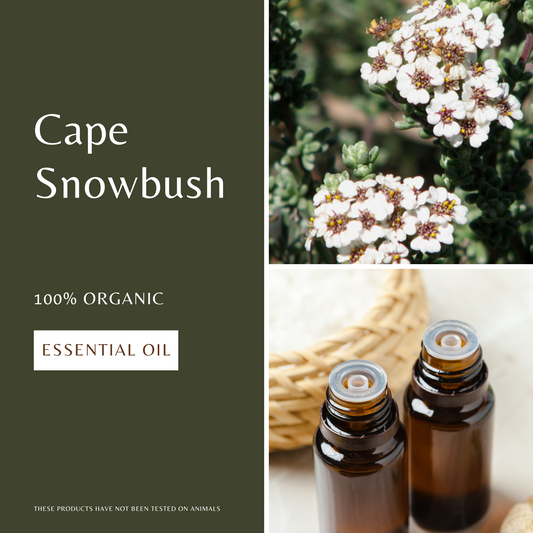 Cape Snowbush Essential Oil